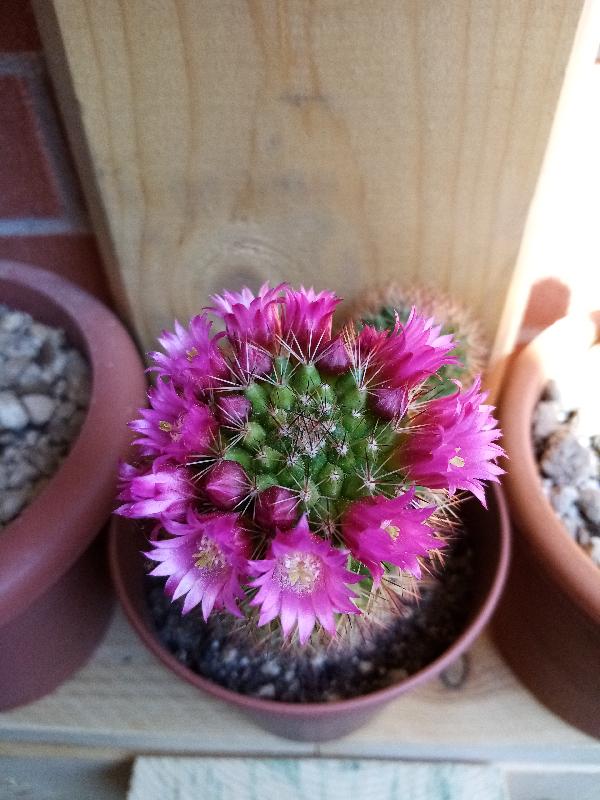 Mammillaria backebergiana.jpg